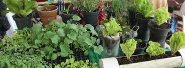 Mercado Verde Morelos